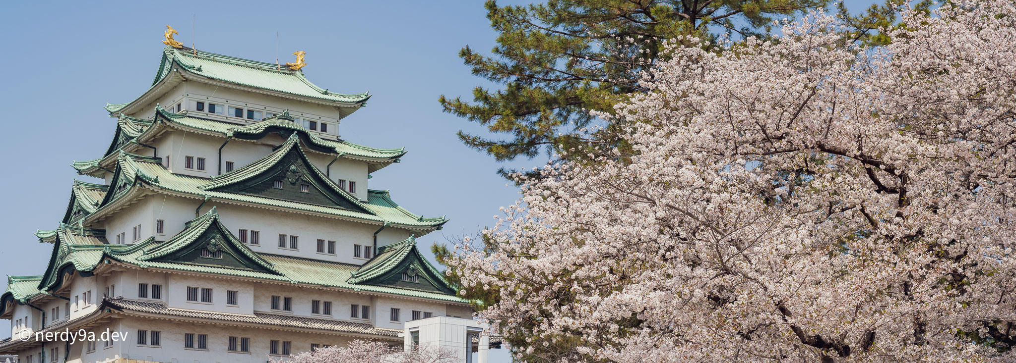 Nagoya Sakura & Sightseeing